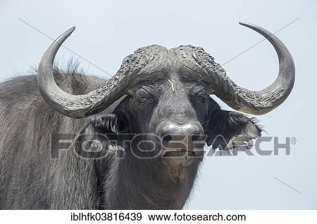 "African Buffalo (Syncerus caffer) at the Chobe river, Botswana, Africa" View Large Photo Image Stock Photo - "African Buffalo (Syncerus caffer) at the Chobe river, Botswana, Africa". Fotosearch