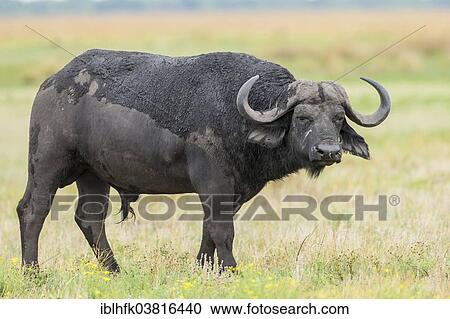 "African Buffalo (Syncerus caffer), Liuwa Plain National Park, Western Province, Zambia, Africa" View Large Photo Image Stock Image - "African Buffalo (Syncerus caffer), Liuwa Plain National Park, Western Province, Zambia, Africa". Fotosearch
