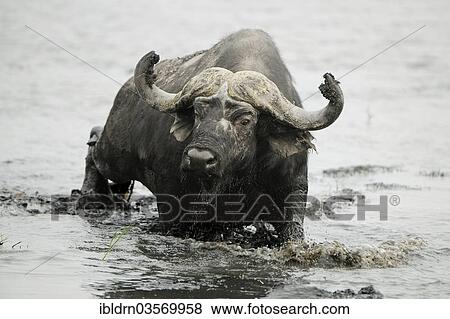 Stock Photo - "African Buffalo (Syncerus caffer), Chobe Riverfront, Chobe National Park, Botswana, Africa". Fotosearch