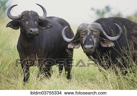 Picture - "African Buffaloes or Cape Buffaloes (Syncerus caffer), Chobe National Park, North-West District, Botswana, Africa". Fotosearch