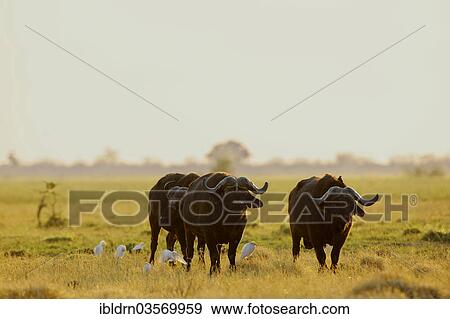 "African Buffalos (Syncerus caffer), Savuti, Chobe National Park, Botswana, Africa" View Large Photo Image Stock Photo - "African Buffalos (Syncerus caffer), Savuti, Chobe National Park, Botswana, Africa". Fotosearch