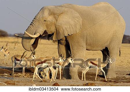 "African Bush Elephant (Loxodonta africana) and Springboks (Antidorcas marsupialis), Nxai Pan National Park, Botswana, Africa" View Large Photo Image Picture - "African Bush Elephant (Loxodonta africana) and Springboks (Antidorcas marsupialis), Nxai Pan National Park, Botswana, Africa". Fotosearch