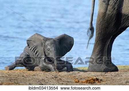 Picture - "African Bush Elephant (Loxodonta africana), calf, Chobe National Park, Kasane, North-West District, Botswana, Africa". Fotosearch