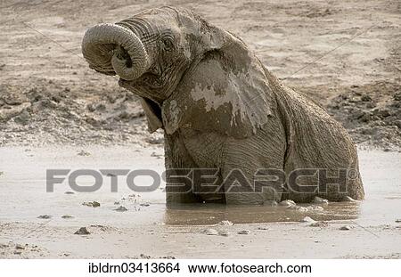 "African Bush Elephant (Loxodonta africana) taking a mud bath, Nxai Pan National Park, Botswana, Africa" View Large Photo Image Picture - "African Bush Elephant (Loxodonta africana) taking a mud bath, Nxai Pan National Park, Botswana, Africa". Fotosearch