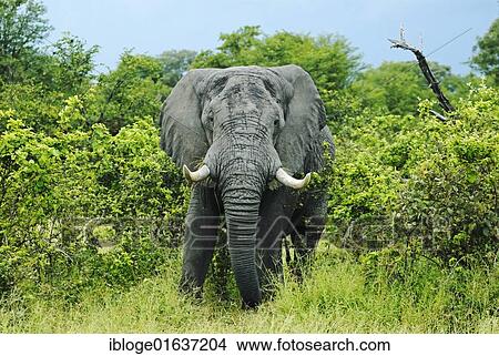"African Bush Elephant (Loxodonta africana) during feeding, near the Khwai River, Okavango Delta, Botswana, Africa" View Large Photo Image Picture - "African Bush Elephant (Loxodonta africana) during feeding, near the Khwai River, Okavango Delta, Botswana, Africa". Fotosearch