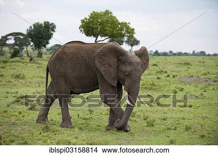 Picture - "African bush elephant (Loxodonta africana), Masai Mara, Rift Valley Province, Kenya, Africa". Fotosearch