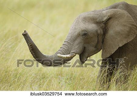"African Bush Elephant (Loxodonta africana) with a raised trunk, Massai Mara, Serengeti, Rift Valley province, Kenya, Africa" View Large Photo Image Picture - "African Bush Elephant (Loxodonta africana) with a raised trunk, Massai Mara, Serengeti, Rift Valley province, Kenya, Africa". Fotosearch