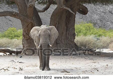 "African Bush Elephant (Loxodonta africana), crossing a dry river bed, Hoanib River, Kunene Region, Damaraland, Namibia, Africa" View Large Photo Image Stock Image - "African Bush Elephant (Loxodonta africana), crossing a dry river bed, Hoanib River, Kunene Region, Damaraland, Namibia, Africa". Fotosearch