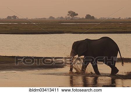 Stock Image - "African Bush Elephant (Loxodonta africana), Chobe National Park, Kasane, North-West District, Botswana, Africa". Fotosearch