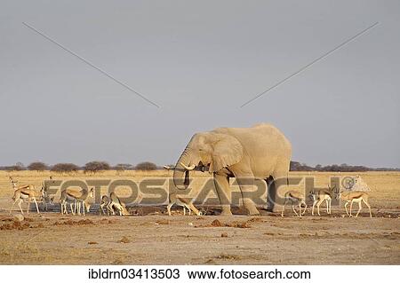 Stock Image - "African Bush Elephant (Loxodonta africana), Nxai Pan National Park, Botswana, Africa". Fotosearch