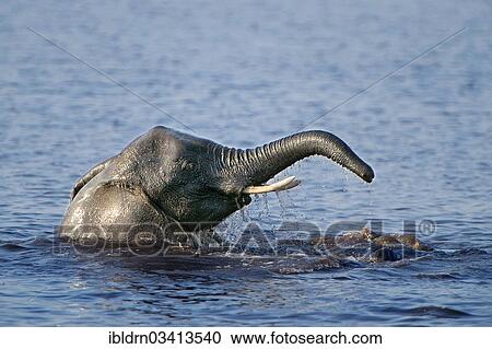 "African Bush Elephant (Loxodonta africana) in water, Chobe National Park, Kasane, North-West District, Botswana, Africa" View Large Photo Image Stock Image - "African Bush Elephant (Loxodonta africana) in water, Chobe National Park, Kasane, North-West District, Botswana, Africa". Fotosearch