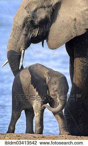 Stock Image - "African Bush Elephant (Loxodonta africana) with a calf, Chobe National Park, Kasane, North-West District, Botswana, Africa". Fotosearch