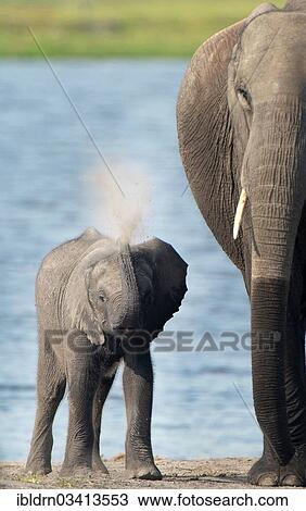 Stock Image - "African Bush Elephant (Loxodonta africana) with a calf, Chobe National Park, Kasane, North-West District, Botswana, Africa". Fotosearch