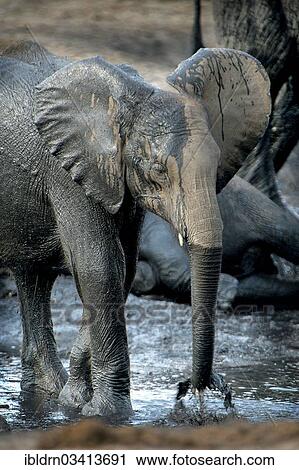 "African Bush Elephant (Loxodonta africana), calf, Chobe National Park, Kasane, North-West District, Botswana, Africa" View Large Photo Image Stock Image - "African Bush Elephant (Loxodonta africana), calf, Chobe National Park, Kasane, North-West District, Botswana, Africa". Fotosearch