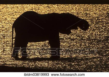 Stock Image - "African Bush Elephant (Loxodonta africana), silhouette, Chobe Waterfront, Chobe National Park, Botswana, Africa". Fotosearch