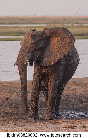 Stock Image - "African Bush Elephant (Loxodonta africana), Chobe Waterfront, Chobe National Park, Botswana, Africa". Fotosearch