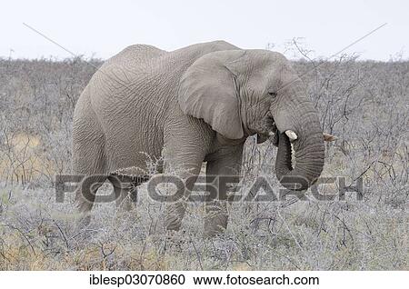 Stock Image - "African Bush Elephant (Loxodonta africana), Etosha National Park, Okaukuejo, Kunene Region, Namibia, Africa". Fotosearch