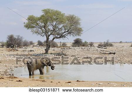 "African Bush Elephant (Loxodonta africana) at a waterhole, Etosha National Park, Okaukuejo, Kunene Region, Namibia, Africa" View Large Photo Image Stock Image - "African Bush Elephant (Loxodonta africana) at a waterhole, Etosha National Park, Okaukuejo, Kunene Region, Namibia, Africa". Fotosearch