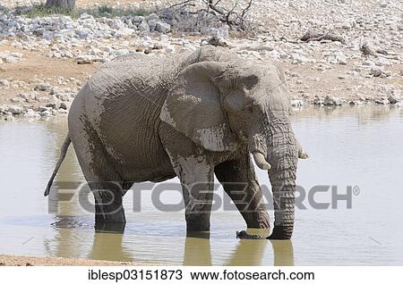 "African Bush Elephant (Loxodonta africana) at a waterhole, Etosha National Park, Okaukuejo, Kunene Region, Namibia, Africa" View Large Photo Image Stock Image - "African Bush Elephant (Loxodonta africana) at a waterhole, Etosha National Park, Okaukuejo, Kunene Region, Namibia, Africa". Fotosearch