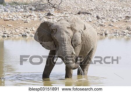 Stock Image - "African Bush Elephant (Loxodonta africana) at a waterhole, Etosha National Park, Okaukuejo, Kunene Region, Namibia, Africa". Fotosearch
