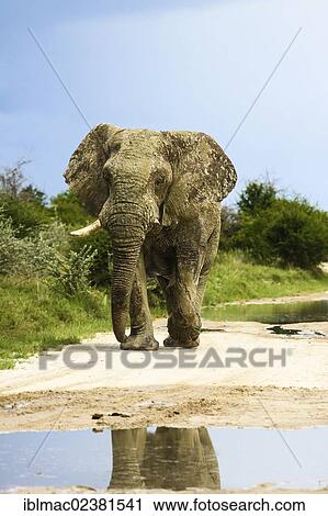 "African Bush Elephant (Loxodonta africana), bull, Etosha National Park, Namibia, Africa" View Large Photo Image Stock Image - "African Bush Elephant (Loxodonta africana), bull, Etosha National Park, Namibia, Africa". Fotosearch
