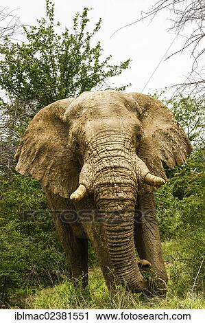 "African Bush Elephant (Loxodonta africana), bull, Etosha National Park, Namibia, Africa" View Large Photo Image Stock Image - "African Bush Elephant (Loxodonta africana), bull, Etosha National Park, Namibia, Africa". Fotosearch