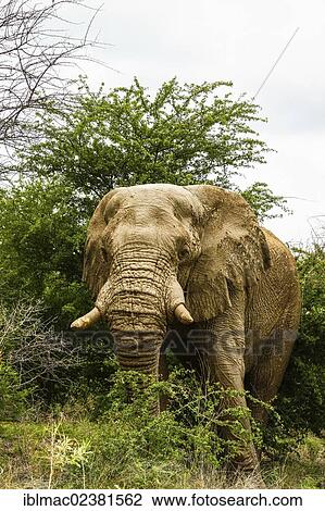 "African Bush Elephant (Loxodonta africana), bull, Etosha National Park, Namibia, Africa" View Large Photo Image Stock Image - "African Bush Elephant (Loxodonta africana), bull, Etosha National Park, Namibia, Africa". Fotosearch