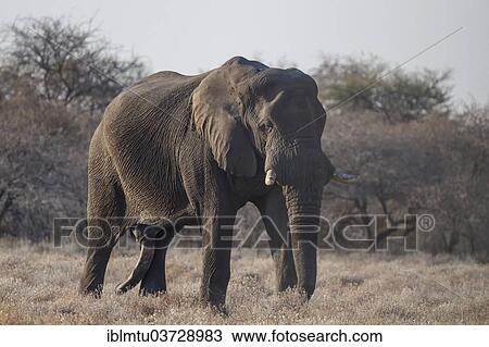 "African Bush Elephant (Loxodonta africana), Etosha National Park, Kunene Region, Namibia, Africa" View Large Photo Image Stock Image - "African Bush Elephant (Loxodonta africana), Etosha National Park, Kunene Region, Namibia, Africa". Fotosearch
