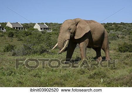 "African Bush Elephant (Loxodonta africana) at the main camp, Addo Elephant National Park, Eastern Cape, South Africa, Africa" View Large Photo Image Stock Image - "African Bush Elephant (Loxodonta africana) at the main camp, Addo Elephant National Park, Eastern Cape, South Africa, Africa". Fotosearch