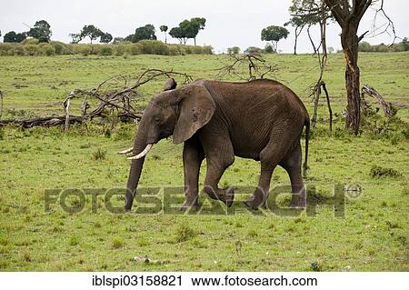 "African bush elephant (Loxodonta africana), Masai Mara, Rift Valley Province, Kenya, Africa" View Large Photo Image Stock Image - "African bush elephant (Loxodonta africana), Masai Mara, Rift Valley Province, Kenya, Africa". Fotosearch