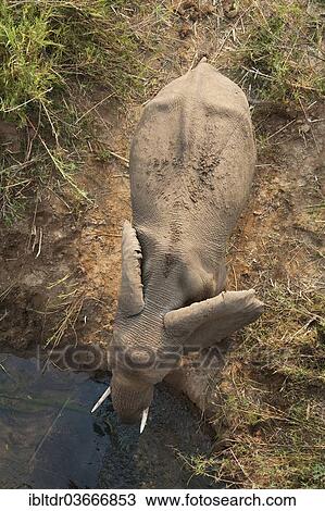 "African Bush Elephant (Loxodonta africana), drinking elephant on the banks of the Olifants River, Kruger National Park, South Africa, Africa" View Large Photo Image Stock Image - "African Bush Elephant (Loxodonta africana), drinking elephant on the banks of the Olifants River, Kruger National Park, South Africa, Africa". Fotosearch