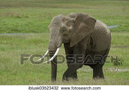 Stock Image - "African Bush Elephant (Loxodonta africana) in a swamp, Amboseli National Park, Rift Valley Province, Kenya, Africa". Fotosearch