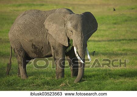 Stock Image - "African Bush Elephant (Loxodonta africana) during the wet season, Amboseli National Park, Rift Valley Province, Kenya, Africa". Fotosearch