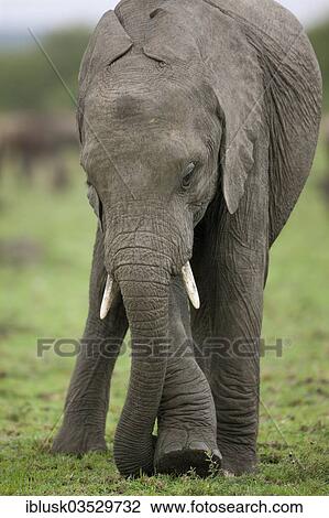 "African Bush Elephant (Loxodonta africana) tearing out grass by kicking its leg against its trunk, Massai Mara, Serengeti, Rift Valley province, Kenya, Africa" View Large Photo Image Stock Image - "African Bush Elephant (Loxodonta africana) tearing out grass by kicking its leg against its trunk, Massai Mara, Serengeti, Rift Valley province, Kenya, Africa". Fotosearch