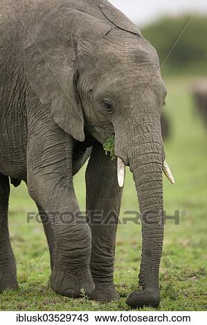 Stock Image - "African Bush Elephant (Loxodonta africana), feeding, plucking grass with its trunk, Massai Mara, Serengeti, Rift Valley province, Kenya, Africa". Fotosearch