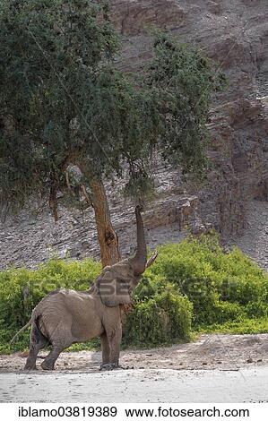 "African Bush Elephant (Loxodonta africana), feeding, dry river bed, Hoanib River, Kunene Region, Damaraland, Namibia, Africa" View Large Photo Image Stock Photo - "African Bush Elephant (Loxodonta africana), feeding, dry river bed, Hoanib River, Kunene Region, Damaraland, Namibia, Africa". Fotosearch