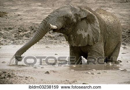 Stock Photo - "African Bush Elephant (Loxodonta africana), bull, taking a mud bath, Chobe National Park, North-West District, Botswana, Africa". Fotosearch