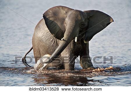 Stock Photo - "African Bush Elephant (Loxodonta africana) in water, Chobe National Park, Kasane, North-West District, Botswana, Africa". Fotosearch