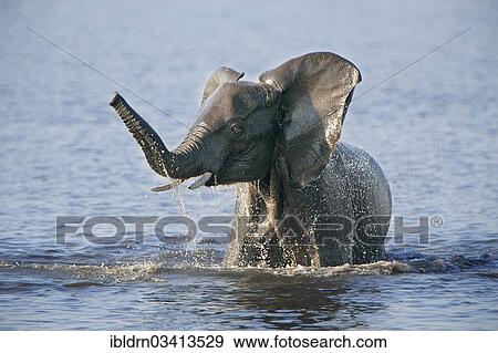 Stock Photo - "African Bush Elephant (Loxodonta africana) in water, Chobe National Park, Kasane, North-West District, Botswana, Africa". Fotosearch