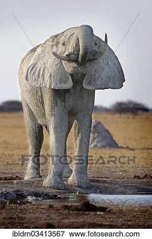 Stock Photo - "African Bush Elephant (Loxodonta africana), Nxai Pan National Park, Botswana, Africa". Fotosearch
