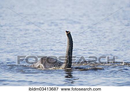 Stock Photo - "African Bush Elephant (Loxodonta africana) in water, Chobe National Park, Kasane, North-West District, Botswana, Africa". Fotosearch