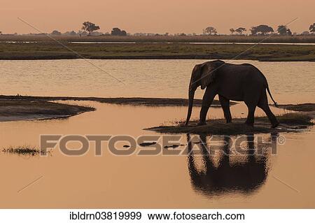 "African Bush Elephant (Loxodonta africana), Chobe Waterfront, Chobe National Park, Botswana, Africa" View Large Photo Image Stock Photo - "African Bush Elephant (Loxodonta africana), Chobe Waterfront, Chobe National Park, Botswana, Africa". Fotosearch