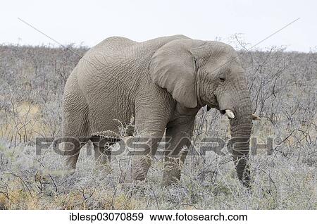 Stock Photo - "African Bush Elephant (Loxodonta africana), Etosha National Park, Okaukuejo, Kunene Region, Namibia, Africa". Fotosearch