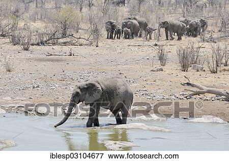 Stock Photo - "African Bush Elephant (Loxodonta africana) at the Moringa Waterhole, herd of elephants at the rear, Halali, Etosha-Nationalpark, Kunene Region, Namibia, Africa". Fotosearch