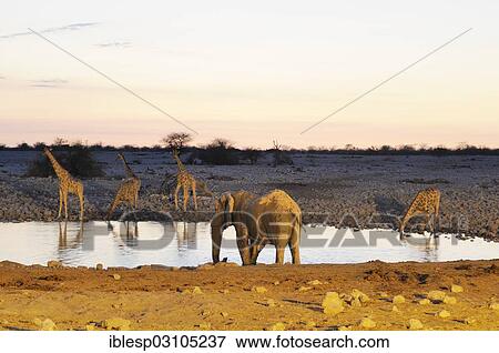 "African Bush Elephant (Loxodonta africana) and Giraffes (Giraffa camelopardalis) in the evening at a waterhole, Etosha National Park, Okaukuejo, Kunene Region, Namibia, Africa" View Large Photo Image Stock Photo - "African Bush Elephant (Loxodonta africana) and Giraffes (Giraffa camelopardalis) in the evening at a waterhole, Etosha National Park, Okaukuejo, Kunene Region, Namibia, Africa". Fotosearch