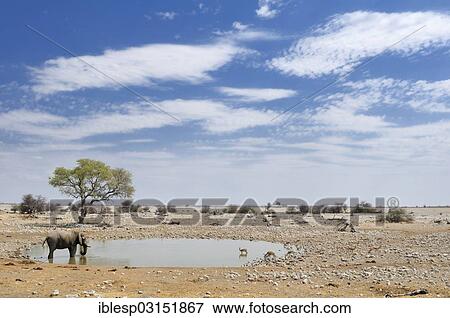 "African Bush Elephant (Loxodonta africana) and Springboks (Antidorcas marsupialis) at a waterhole, Etosha National Park, Okaukuejo, Kunene Region, Namibia, Africa" View Large Photo Image Stock Photo - "African Bush Elephant (Loxodonta africana) and Springboks (Antidorcas marsupialis) at a waterhole, Etosha National Park, Okaukuejo, Kunene Region, Namibia, Africa". Fotosearch