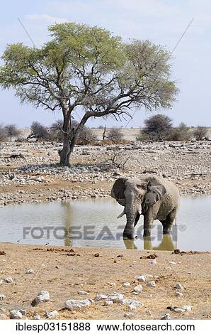 "African Bush Elephant (Loxodonta africana) at a waterhole, Etosha National Park, Okaukuejo, Kunene Region, Namibia, Africa" View Large Photo Image Stock Photo - "African Bush Elephant (Loxodonta africana) at a waterhole, Etosha National Park, Okaukuejo, Kunene Region, Namibia, Africa". Fotosearch