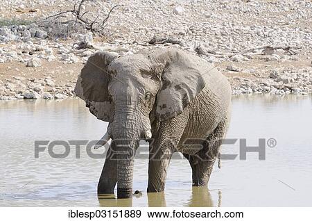 Stock Photo - "African Bush Elephant (Loxodonta africana) at a waterhole, Etosha National Park, Okaukuejo, Kunene Region, Namibia, Africa". Fotosearch