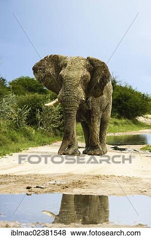 "African Bush Elephant (Loxodonta africana), bull, Etosha National Park, Namibia, Africa" View Large Photo Image Stock Photo - "African Bush Elephant (Loxodonta africana), bull, Etosha National Park, Namibia, Africa". Fotosearch