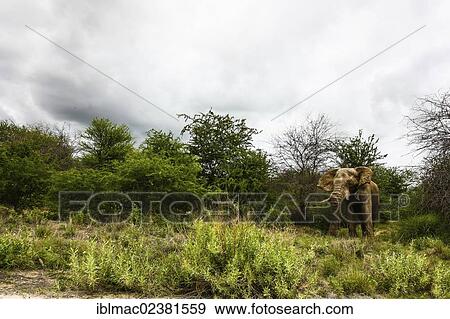 "African Bush Elephant (Loxodonta africana), bull, Etosha National Park, Namibia, Africa" View Large Photo Image Stock Photo - "African Bush Elephant (Loxodonta africana), bull, Etosha National Park, Namibia, Africa". Fotosearch
